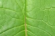 © RENDISYAHRUL - Close-up green leaf texture