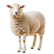 © ColdFire - PNG A fluffy sheep standing on a white background