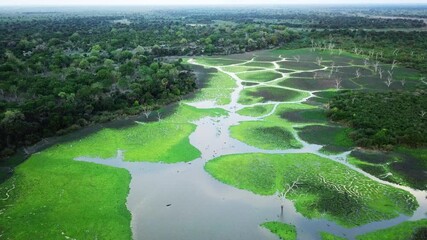 Wall Mural - Nature, lake and pond of water for natural wildlife, environment and ecosystem in Tanzania. Landscape, travel destination and outdoor green swamp in habitat, wetland and river on African safari.