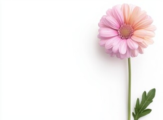 Wall Mural - beautiful pink flower on white background