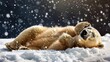 © Focusshop - Polar Bear Sleeping In The Snow.