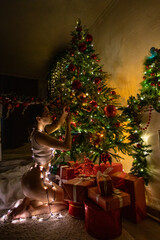 Wall Mural - Beautiful sexy brunette in lingerie lies and holds a gift against the background of a Christmas tree