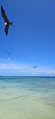 Poster - Group of birds flying on the beach. Blue sky.