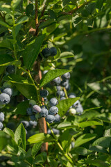 Wall Mural - Blueberry bush with large berries in the garden on a sunny day