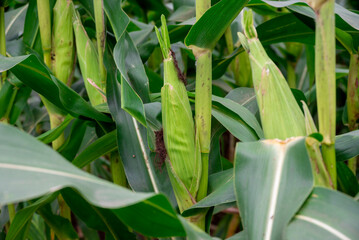 Close up of corn cobs growing on stalks in a green field, Cob of corn growing in corn field