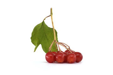 Wall Mural - Close-up of Viburnum opulus branch with red ripe berries and green leaves