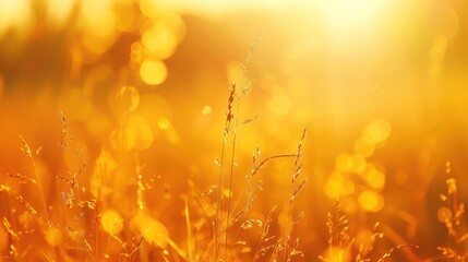 Poster - Golden Hour Grass Field