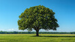 © medalinebow - Big giant tree in open field, professional photo, vibrant green leaves, clear sky background