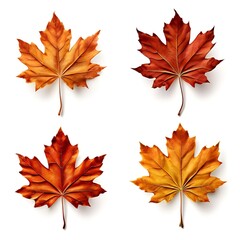 Poster - autumn leaves isolated on white