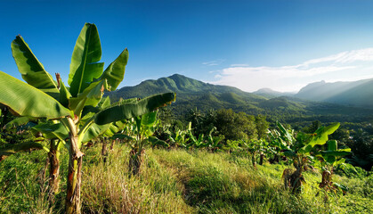 Wild Banana Trees on a Hill