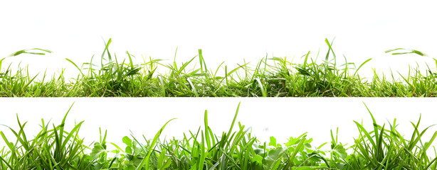 Green grass isolated on a white background.