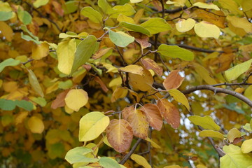 Poster - Brown, green and yellow autumnal foliage of quince in October