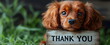 © W.O.W - Thank you sign with text, thank you. Cute dog holding thank you note. Expressing gratitude.