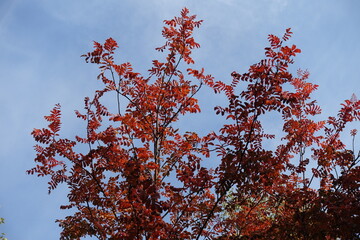 Poster - Blue sky and red autumnal foliage of Sorbus aucuparia in mid October