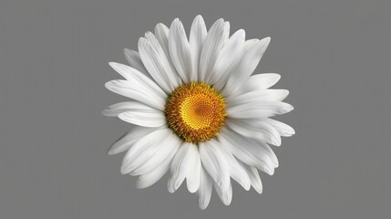 Wall Mural - A close-up shot of a white flower on a gray background, suitable for use in designs where simplicity and elegance are needed