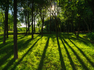 sun rays through the trees