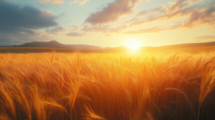 Wall Mural - sunlight shining on golden wheat fields, symbolizing a natural harvest and the beauty of agriculture