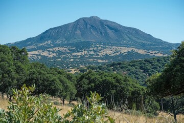 A Lush Forest with a Majestic Mountain Peak in the Distance