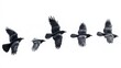 © Alex Bayev - Monochromatic Flight A Sequence of Crows in Motion