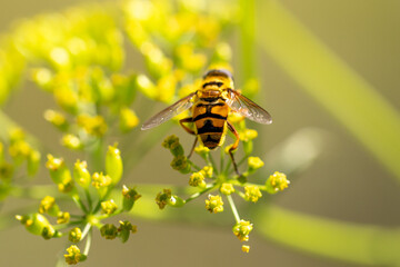 Close-up of a common hoverfly.