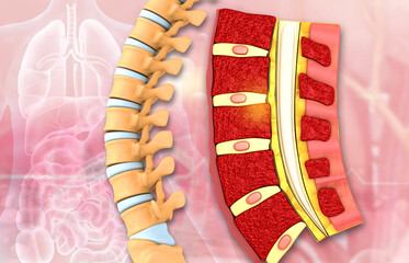 Wall Mural - Human spine cross section anatomy on medical background. 3d illustration.