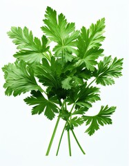 Fresh green parsley leaves isolated on white. Popular herb with vibrant green color and fresh aroma. Rich in essential vitamins A, C, and K, parsley adds a peppery flavor to dishes.