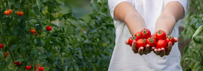 Wall Mural - a woman holds fresh ripe tomatoes in her hands. Selective focus