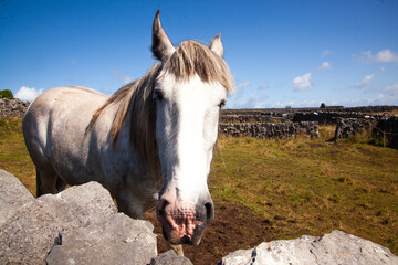 portrait of a horse