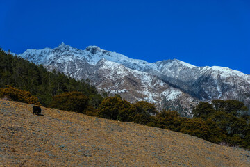 Tibetan plateau meadows in China