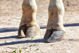 Hooves of a giraffe on a dirt ground. Animal feet is standing still and not moving