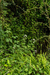 Wall Mural - Traditional english cottage walled garden