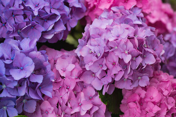 Wall Mural - Colorful hydrangeas in natural sunlight,close up.