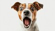 © Alexander Chaykin - Surprised Jack Russell Terrier