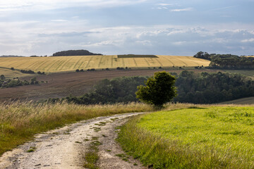 Canvas Print - A pathway through farmland in the South Downs near Ditchling Beacon, on a sunny summer's evening