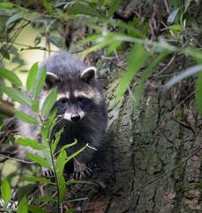 Wall Mural - raccoon in the tree