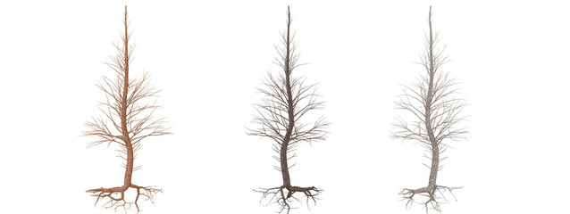 three bare trees with exposed roots on transparent background