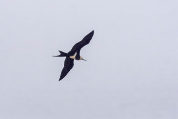 Wall Mural - lesser frigatebird or Fregata ariel at Mumbai Maharashtra, India