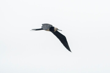 Wall Mural - lesser frigatebird or Fregata ariel at Mumbai Maharashtra, India