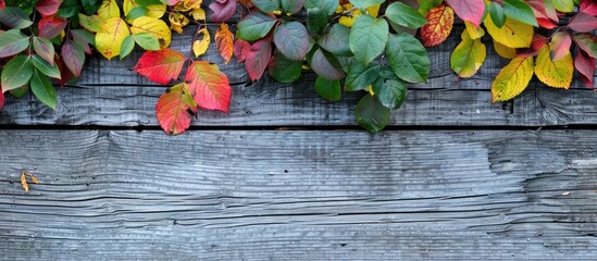 Fototapete - Hawthorn leaves in yellow red and green hues set against an aged gray wooden surface with copy space image