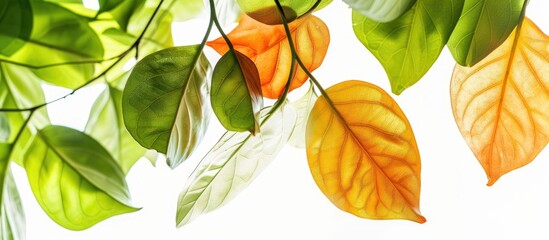 Poster - Vividly illuminated soft green and orange leaves texture isolated on a white background with intentional bright exposure ideal for a copy space image