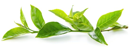Aufkleber - Fresh young green tea leaves branch on white background ideal for food concepts with clipping path and copy space image