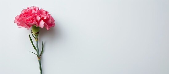 Poster - White background featuring a carnation with copy space image