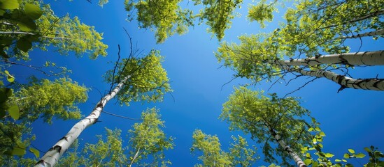 Fototapete - Springtime birch trees set against a clear blue sky provide a vivid and serene copy space image
