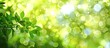 © HN Works - Summer green hues on a soft abstract blurred texture with a bokeh background provide a fresh setting for a copy space image