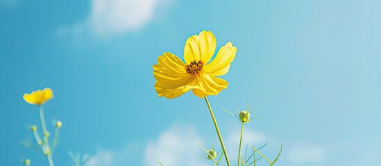 Poster - Yellow Pridiyathorn flower against a blue sky provides a vibrant copy space image