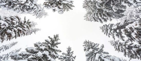 Fototapete - Snow covered pine trees viewed from below with a clear white sky in the background providing a great copy space image