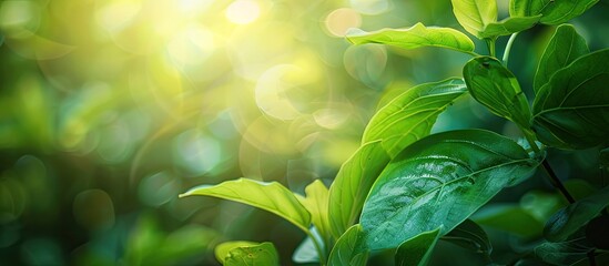 Poster - Fresh green leaf on a blurred natural background with copy space image for text placement
