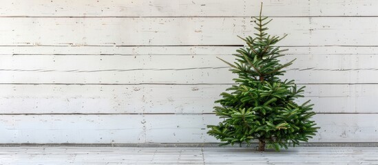 Poster - Festive Christmas fir tree displayed against a white wooden backdrop with copy space image