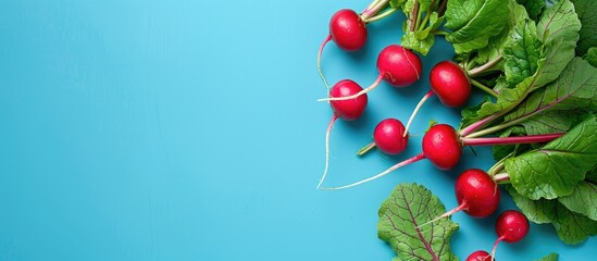 Poster - Radishes with their leaves intact set against a blue backdrop providing ample copy space image