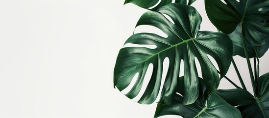 Sticker - Monstera leaves in a contemporary setting against a white backdrop for a minimalistic theme offering room for text or graphics with a focused composition. Creative banner. Copyspace image